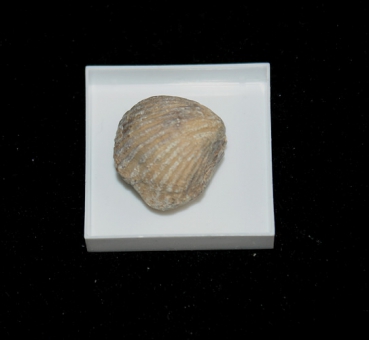 Fossile Rhynchonelle